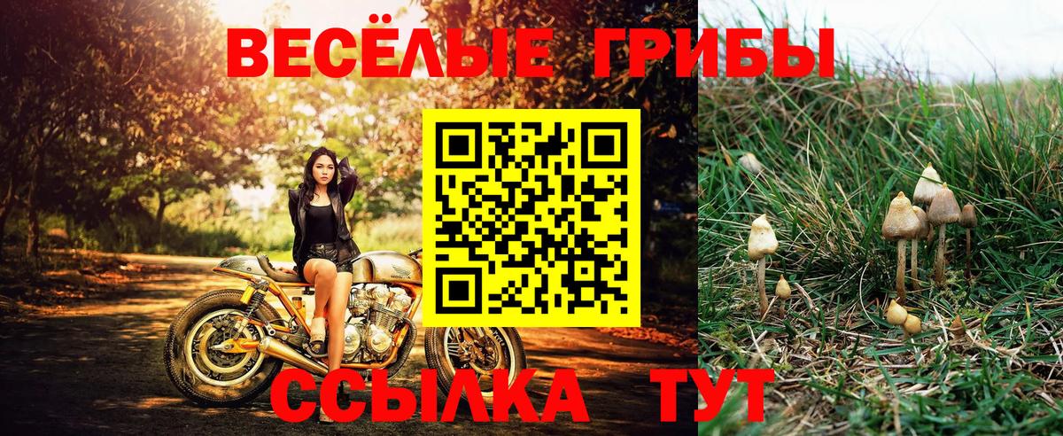 Псилоцибиновые грибы мицелий Брянск